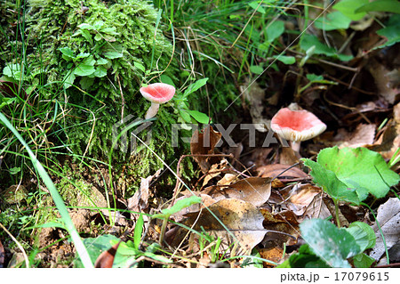 ニオイコベニタケ 17079615