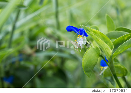 ツユクサの花 17079654
