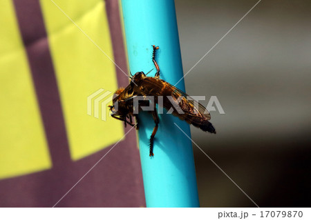 シオヤアブ　昆虫アブ 17079870