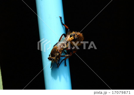 シオヤアブ　昆虫アブ 17079871