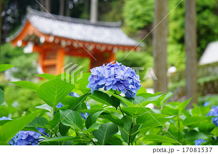 三室戸寺の紫陽花 17081537