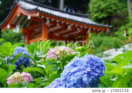 三室戸寺の葦財 17081539