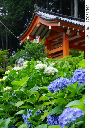 三室戸寺の紫陽花 三室戸寺の紫陽花 17081540
