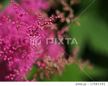 キョウガノコの蕾 キョウガノコの蕾 17081581