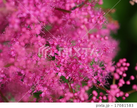 満開のキョウガノコ 満開のキョウガノコ 17081583