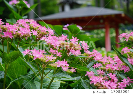 三室戸寺の紫陽花 17082004
