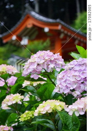 三室戸寺の紫陽花 17082005