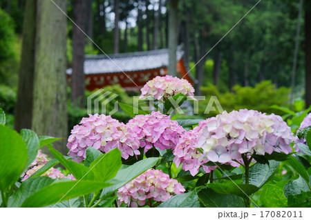 三室戸寺の紫陽花 17082011