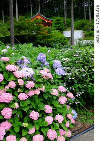 三室戸寺の紫陽花 17082326