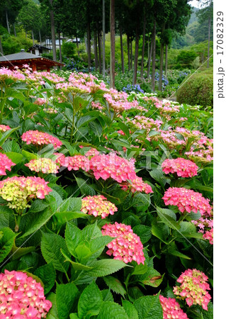三室戸寺の紫陽花 17082329