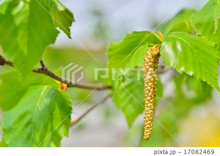 シラカバ 17082469