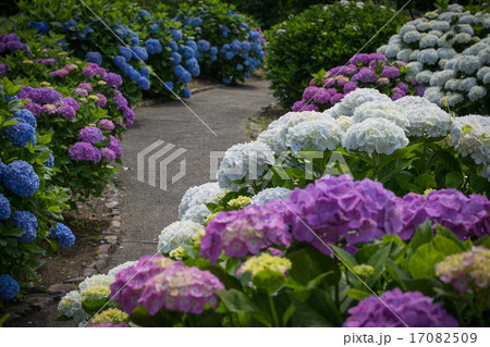 紫陽花 17082509