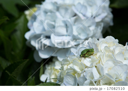 紫陽花と青蛙 紫陽花と青蛙 17082510
