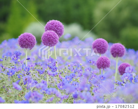 アリウムの花 アリウムの花 17082512