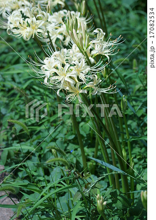 白い彼岸花アルビフロラ 白花曼珠沙華 白い彼岸花アルビフロラ 白花曼珠沙華 17082534