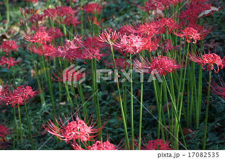 彼岸花 曼珠沙華 貴方はどちら? 彼岸花 曼珠沙華 貴方はどちら? 17082535