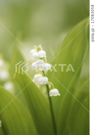 ドイツスズラン ドイツスズラン 17083058