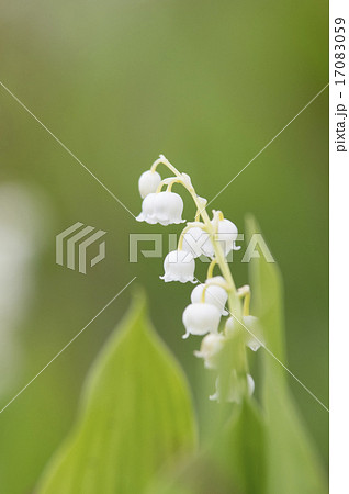 ドイツスズラン 17083059