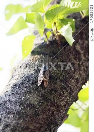 セミ セミ 17083321