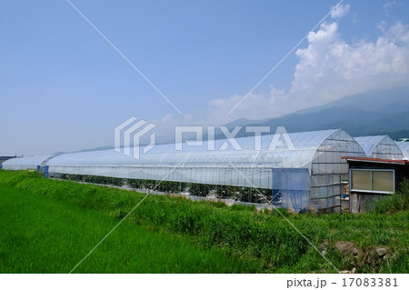 ビニールハウス 17083381