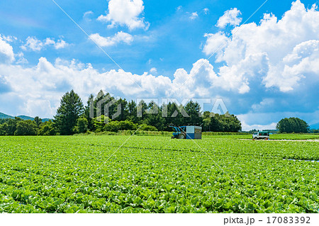 夏の田園風景 長野県 野辺山高原 の写真素材