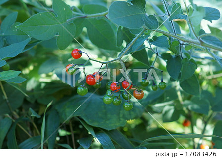 鵯上戸 ヒヨドリジョウゴと申します。 鵯上戸 ヒヨドリジョウゴと申します。 17083426