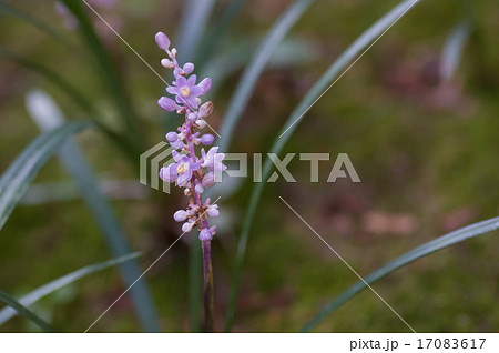 リュウノヒゲの花の写真素材