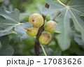 イチジク1 17083626