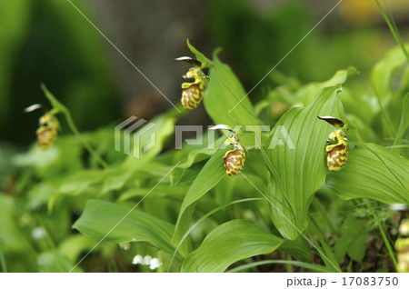 キバナノアツモリソウ 17083750