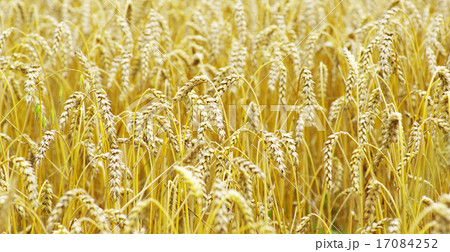 wheat wheat 17084252