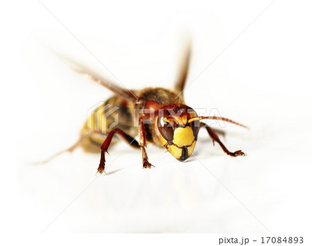 giant hornet giant hornet 17084893