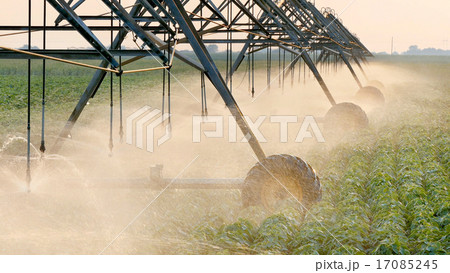 Soybean field watering system in sunset Soybean field watering system in sunset 17085245