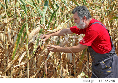 Farmer or agronomist inspect damaged corn fi 17085246