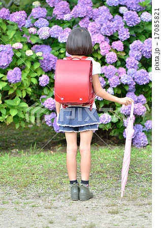 アジサイと小学生の女の子 梅雨 後姿 の写真素材