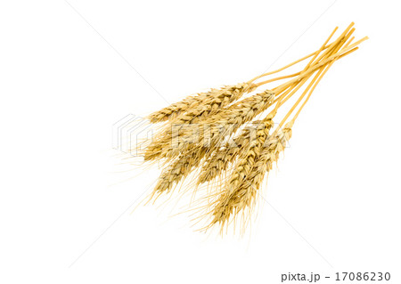 小麦の穂 17086230