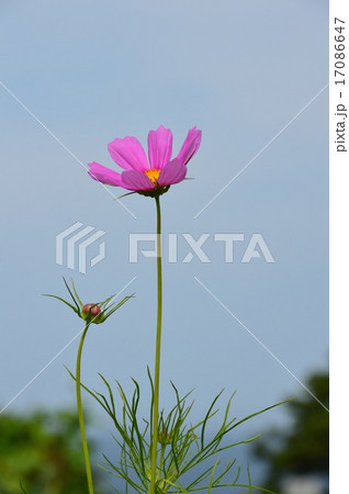 すっくと立つコスモスの花 種差海岸 青森県八戸市 の写真素材