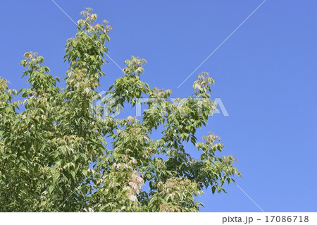 ネグンドカエデフラミンゴ 17086718