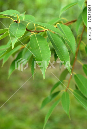 樹木:シラカシ ブナ科 樹木:シラカシ ブナ科 17086863