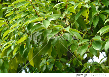 樹木:シラカシ ブナ科 樹木:シラカシ ブナ科 17086865