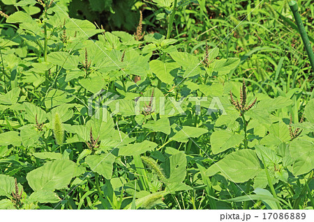 食べられる野草 イヌビユの写真素材