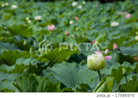 咲きかけの白い蓮 17086970