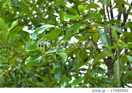 樹木:ハンノキ　カバノキ科 17086982