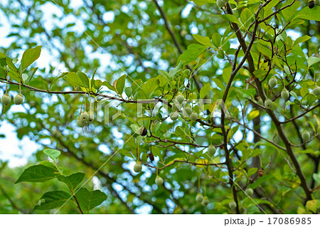 樹木：エゴノキ　エゴノキ科 17086985