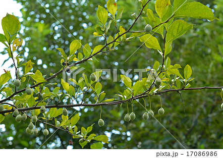 樹木：エゴノキ　エゴノキ科 17086986