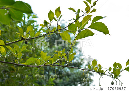 樹木：エゴノキ　エゴノキ科 17086987