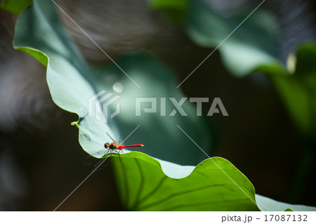 蓮にとまる赤とんぼ 17087132