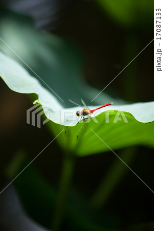 蓮にとまる赤とんぼ 17087133
