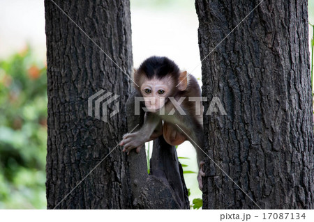 可愛いサル 17087134