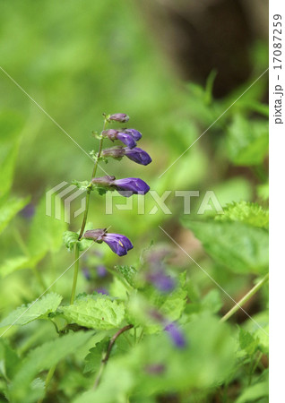 ラショウモンカズラ 17087259