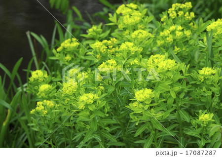 ノウルシ 17087287